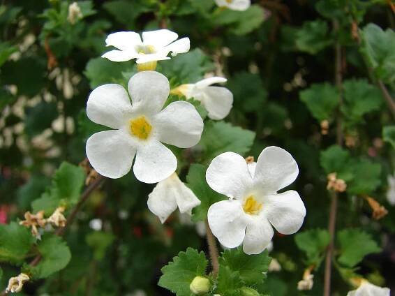 Soubor:Starr 070906-9094 Sutera cordata.jpg – Wikipedie