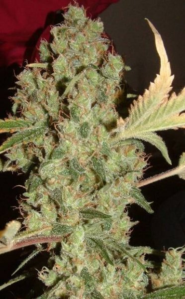 Silver Haze - konopí - Sensi Seeds | Cannapedia