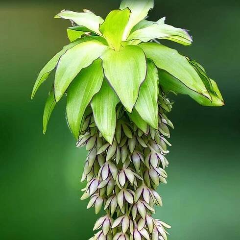 Eucomis bicolor Eukomis Lilie ananasová 1 ks cibule