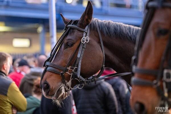 Fanoušci Slavie si stěžují na policejní zákrok po skončení derby pražských „S“ | Týdeník Policie