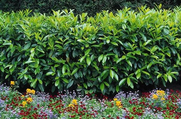 ARBOEKO Bobkovišeň lékařská (Prunus laurocerasus) 80-100 cm, 5 l