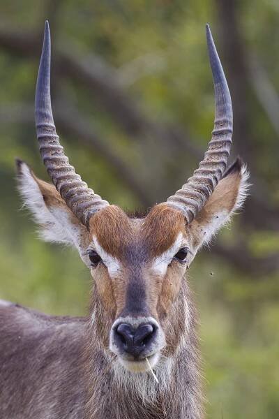 File:Kobus ellipsiprymnus (Kruger, 2012).jpg - Wikimedia Commons