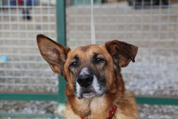 Psi k adopci z útulků, azylů a neziskových organizací