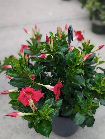 Outdoor Plants, Trees & Flowers | Natty Garden