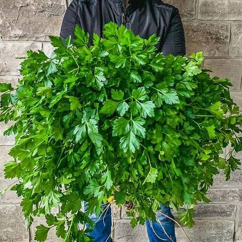 Parsley: Growing, Storing, Substituting, Cooking and Preserving