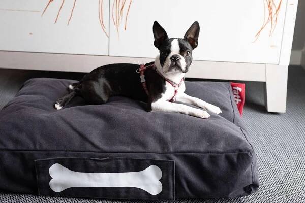 Baxter on a bed | by McAteer Photograph