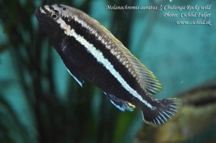 Melanochromis auratus Chidunga Rocks / Vzácne cichlidy