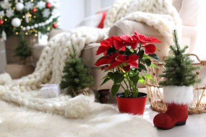 Jak se postarat o vánoční pokojové rostliny?