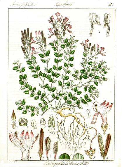 Měkýn latnatý (Andrographis paniculata) | Adaptogeny