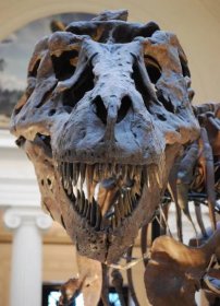 Tyrannosauridae – Wikipedie