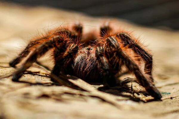 bezplatná Detailní Záběr Chlupaté Tarantule Na Texturovaném Povrchu Základová fotografie