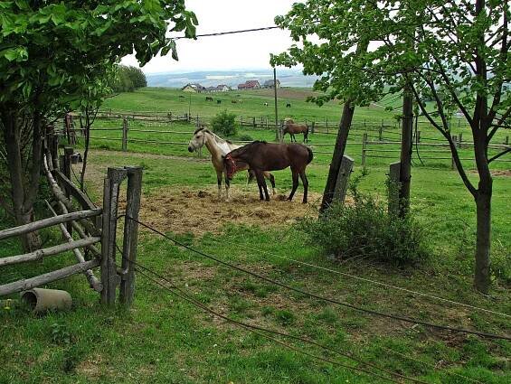 Farma Žlutava foto 3