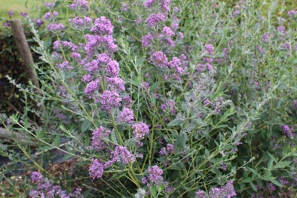 alternifolia Unique - Buddleja Collection