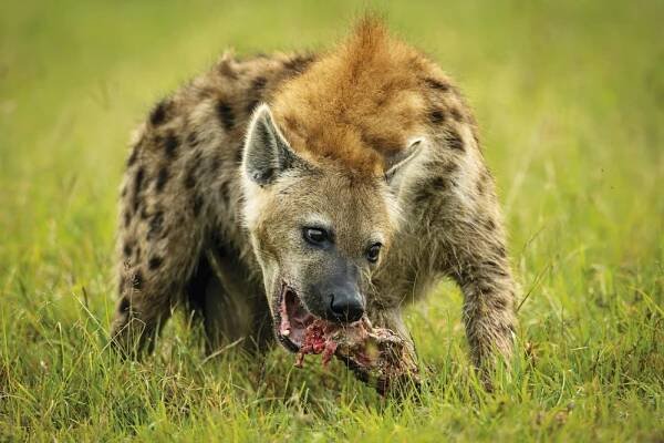 Záhadný aardwolf: Kde se vzala první hyenka?