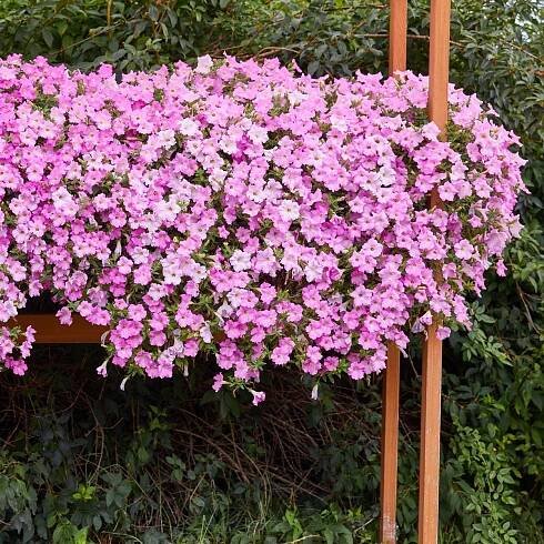 Petúnie Diamond Pearly Shades F1 - Surfínie - Petunia hybrida - semena - 12 ks