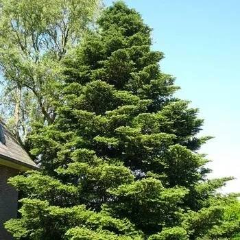 Abies koreana C7,5L-v.50-60 CM