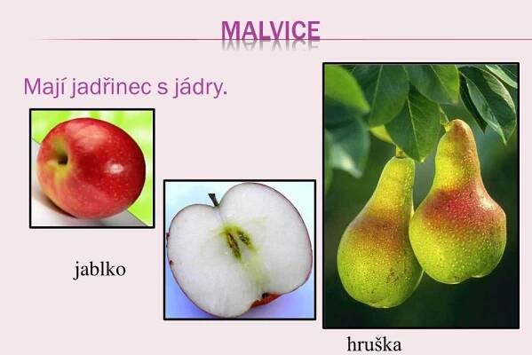 PPT - NÁZEV: Ovoce ANOTACE A MOŽNOSTI VYUŽITÍ: Prezentace- třídění ovoce do skupin. PowerPoint Presentation - ID:2881282