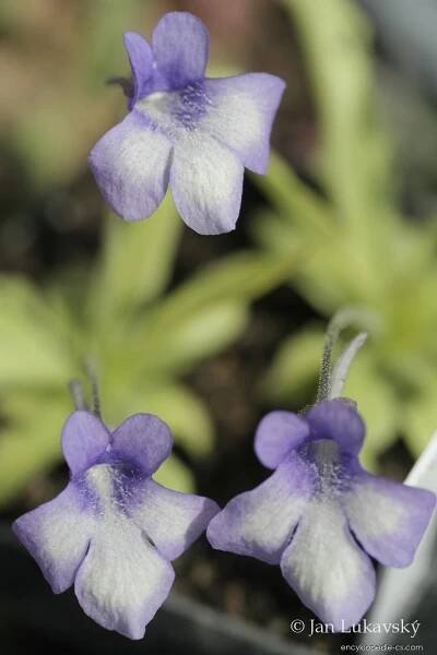 Tučnice (Pinguicula reichenbachiana), květy, květenství