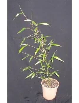 Phyllostachys atrovaginata 60cm