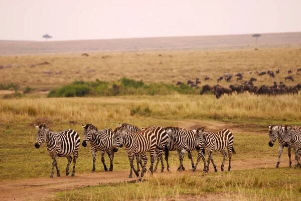 Národní rezervace Masai Mara - Safari a dovolená v Keni