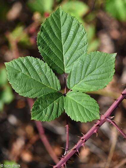 fotografie Rubus senticosus (ostružiník hustoostný (ostružiník ostnitý))