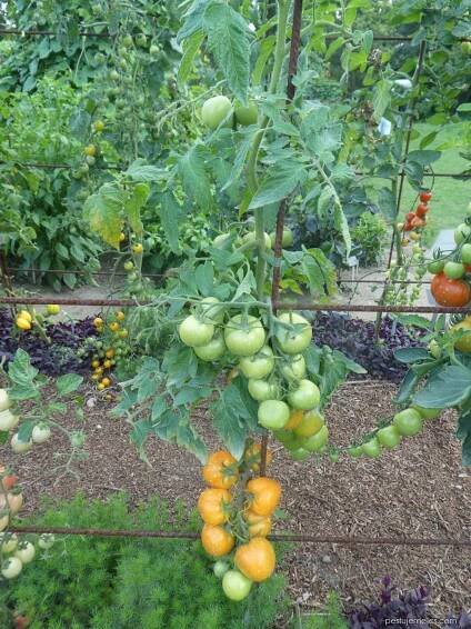 Lilek rajče Zlatava (Solanum lycopersicum), rostlina