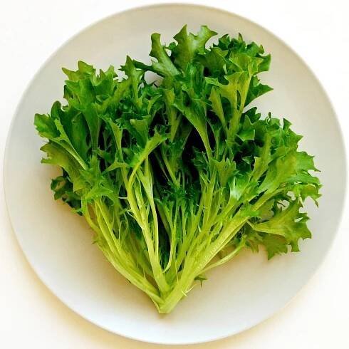 Frisée šalát 50g - mladé listy