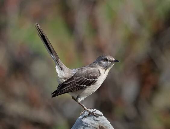 File:Northern mockingbird in Green-Wood Cemetery (55669).jpg - Wikimedia Commons