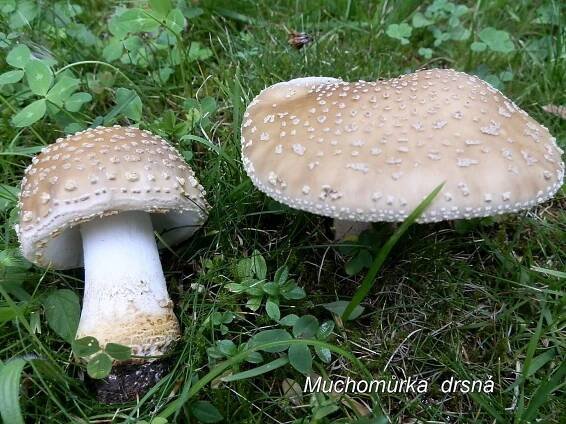 Muchomůrka drsná.