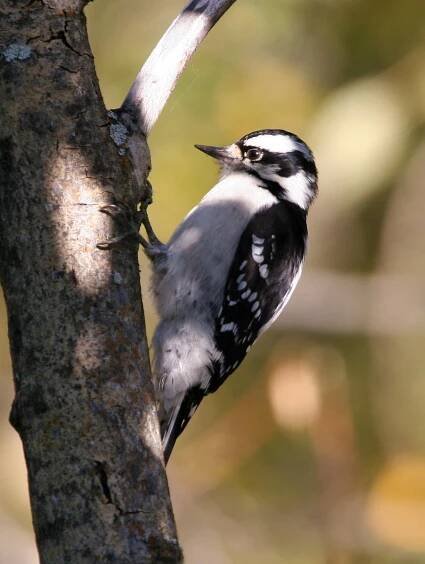 Dryobates pubescens - strakapoud osikový