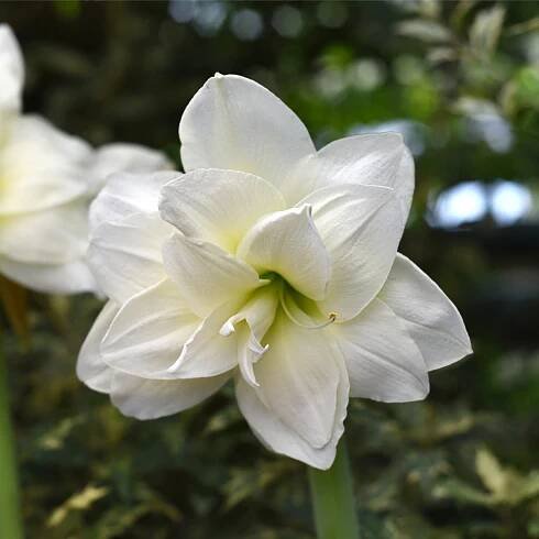 Hvězdník Jewel plnokvětý – Hippeastrum – cibulky – amarylis pěstování