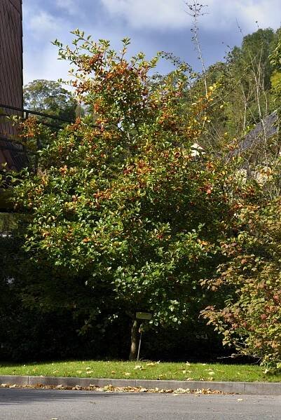 Hloh kuří noha - Crataegus crus-galli, rostlina
