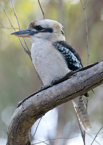 Wildlife in Victoria, Australia | Chris Hill Wildlife Photography