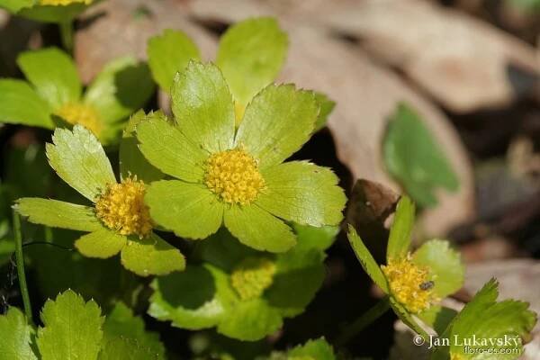 Hvězdnatec zubatý (Hacquetia epipactis)