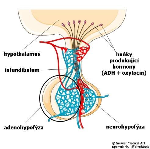 Hypofýza | Medicína, nemoci, studium na 1. LF UK