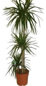 Dracaena 5 kmenů 190 cm