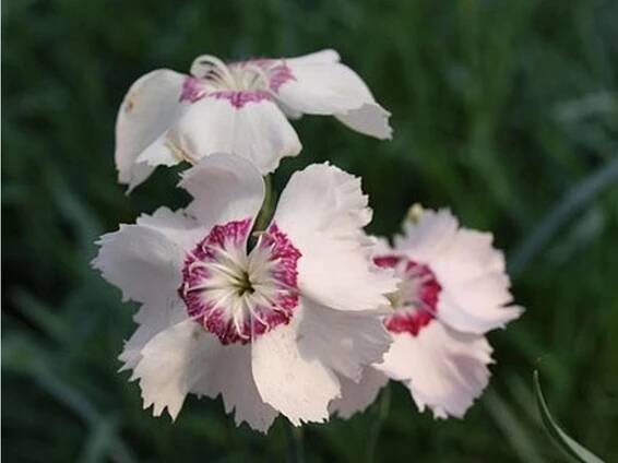 Hvozdík péřitý 'Dixie® White Red Bicolor' - Dianthus plumarius 'Dixie® White Red Bicolor' - Zahradnictví Spomyšl