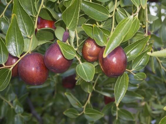 Cicimek čínský (Ziziphus jujuba) 3