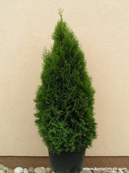 Thuja SMARAGD - Okrasné dřeviny Jalubí