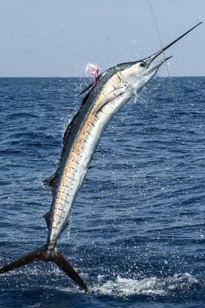 Guatemala Fishing | Sailfish Capital Of The World | Sportquest