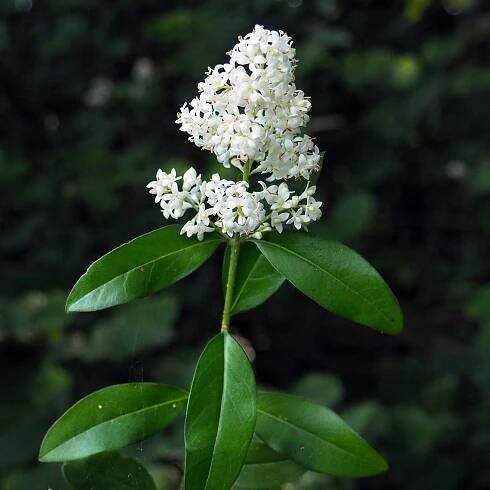 Súbor:(ms) Ligustrum vulgare 4.jpg – Wikipédia