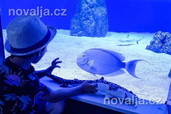 Mořské akvárium Pula, Istrie, Chorvatsko | NOVALJA