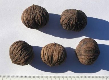 Zralý černý ořech