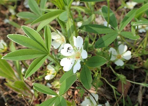 Soubor:Potentilla alba kz02.jpg – Wikipedie