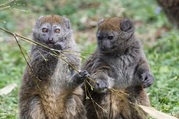 Lemur rákosový – Wikipedie