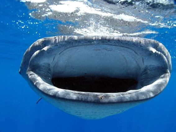 Marine Life in Belize: Dolphins, Turtles, Whale Sharks and More