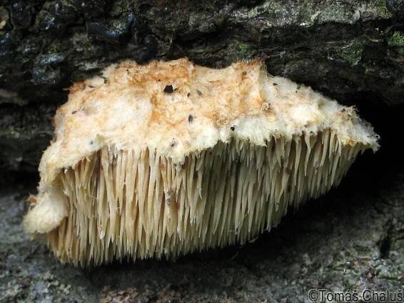 Hericiaceae - korálovcovité - myko.cz