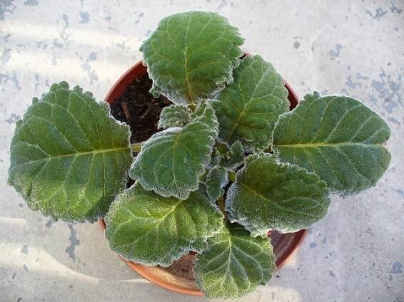 gesneriaceae, podpětovité, saintpaulia, STREPTOCARPUS | pěstování a množení