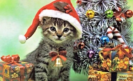 Sokolov: Spolek Láskou ke kočkám zve na vánoční setkání