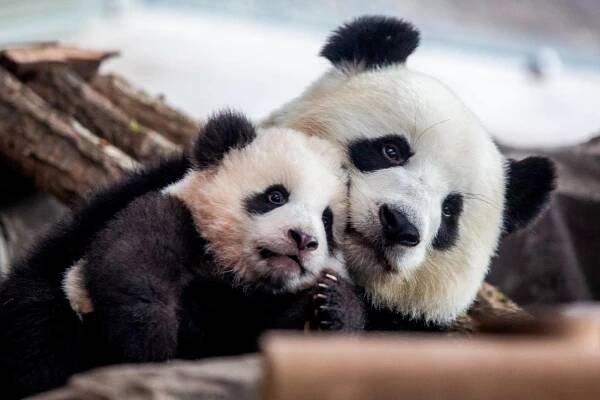 Germany’s first baby pandas make their public debut